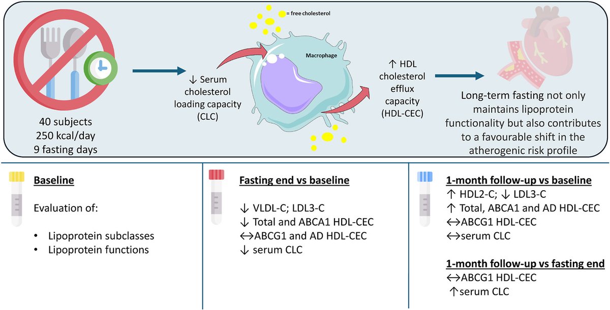 Atherosclerosis (@athjournal) on Twitter photo Long-term fasting not only maintains lipoprotein functionality but also contributes to a favorable shift in the atherogenic risk profile, which persists even after food reintroduction
🔗atherosclerosis-journal.com/article/S0021-…
<a href="/Robin_Mesnage/">Robin Mesnage</a> <a href="/fwdt_official/">Françoise Wilhelmi de Toledo</a>
<a href="/society_eas/">European Atherosclerosis Society</a> <a href="/ELS_Cardiology/">Elsevier Cardiology</a> #EASSoMe Long-term fasting not only maintains lipoprotein functionality but also contributes to a favorable shift in the atherogenic risk profile, which persists even after food reintroduction
🔗atherosclerosis-journal.com/article/S0021-…
<a href="/Robin_Mesnage/">Robin Mesnage</a> <a href="/fwdt_official/">Françoise Wilhelmi de Toledo</a>
<a href="/society_eas/">European Atherosclerosis Society</a> <a href="/ELS_Cardiology/">Elsevier Cardiology</a> #EASSoMe
