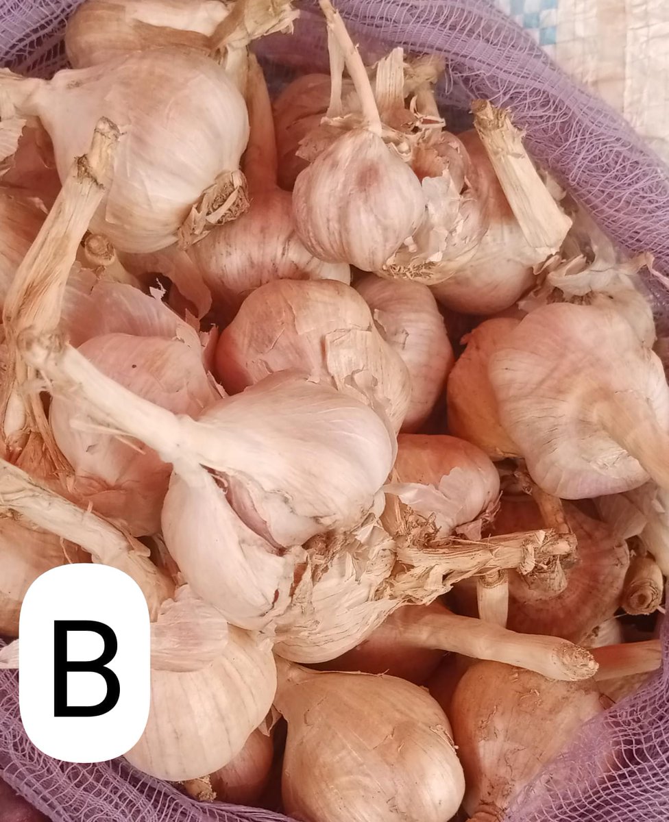 Kathomi_MR (@maryk2022) on Twitter photo When you go to the market. Buy B it's local garlic by our farmers. A is imported garlic. Don't buy it. Encourage our farmers to keep farming When you go to the market. Buy B it's local garlic by our farmers. A is imported garlic. Don't buy it. Encourage our farmers to keep farming