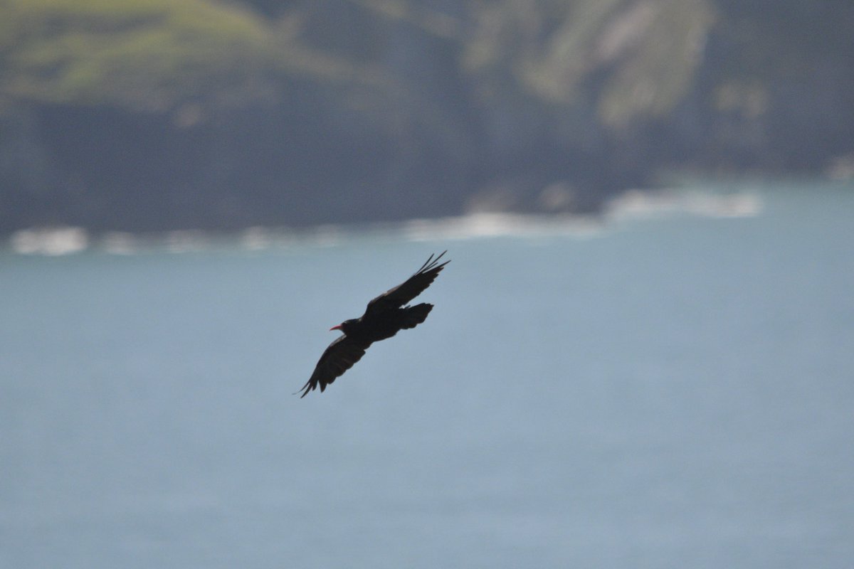 BrianSelby18's tweet photo. It’s been too long since I’ve seen my favourite bird. So many pics too choose from.  Choughs of Strumble Head. https://t.co/HUHsCbEx3w