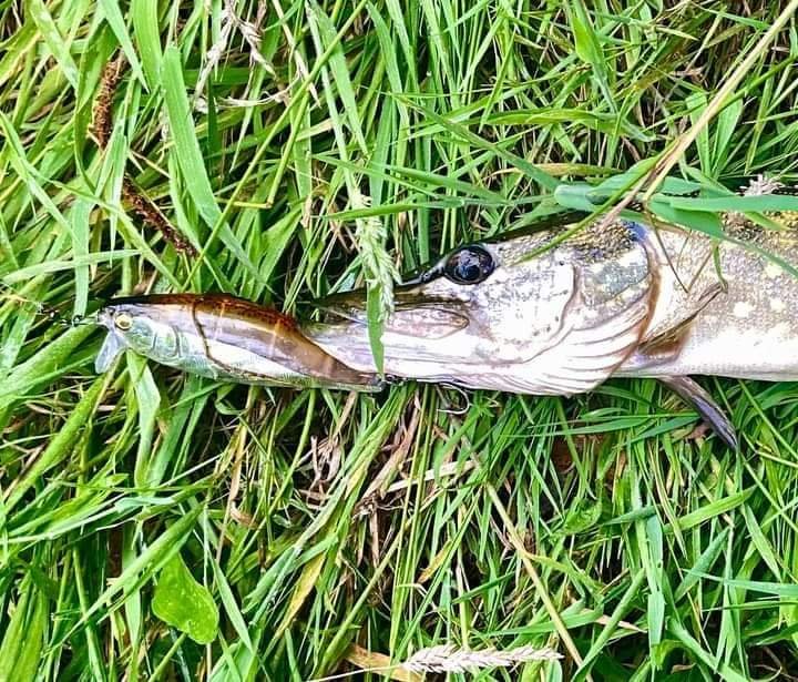 PecheMer's tweet image. Par: Grimault Bertrand 
Leurre sympa pour les zones shallow, on voit les attaques c’est cool
Validé sur perche et broc (pas mal de décroches quand même. 107.7mm, 30g
Le lien: 
lapêche.com/fameux-leurre-…