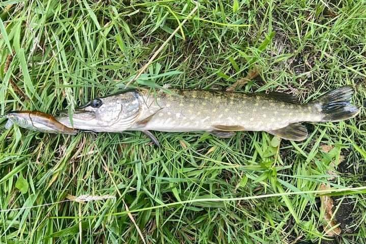 PecheMer's tweet image. Par: Grimault Bertrand 
Leurre sympa pour les zones shallow, on voit les attaques c’est cool
Validé sur perche et broc (pas mal de décroches quand même. 107.7mm, 30g
Le lien: 
lapêche.com/fameux-leurre-…