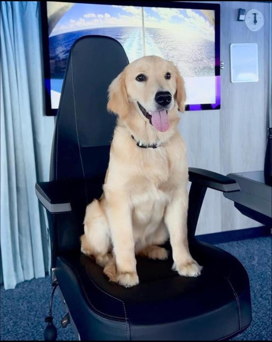 Ahead of Icon of the Seas documentary featuring tonight here is a photo of our Royal Golden Retriever who greets our Icon guests onboard 😍 

🐾 R O V E R 🐾 

How CUTE is she! 

The documentary ‘Worlds Biggest Cruise Ship’ airs tonight Sunday 18th August at 8pm on Channel 4 🥳☺️
