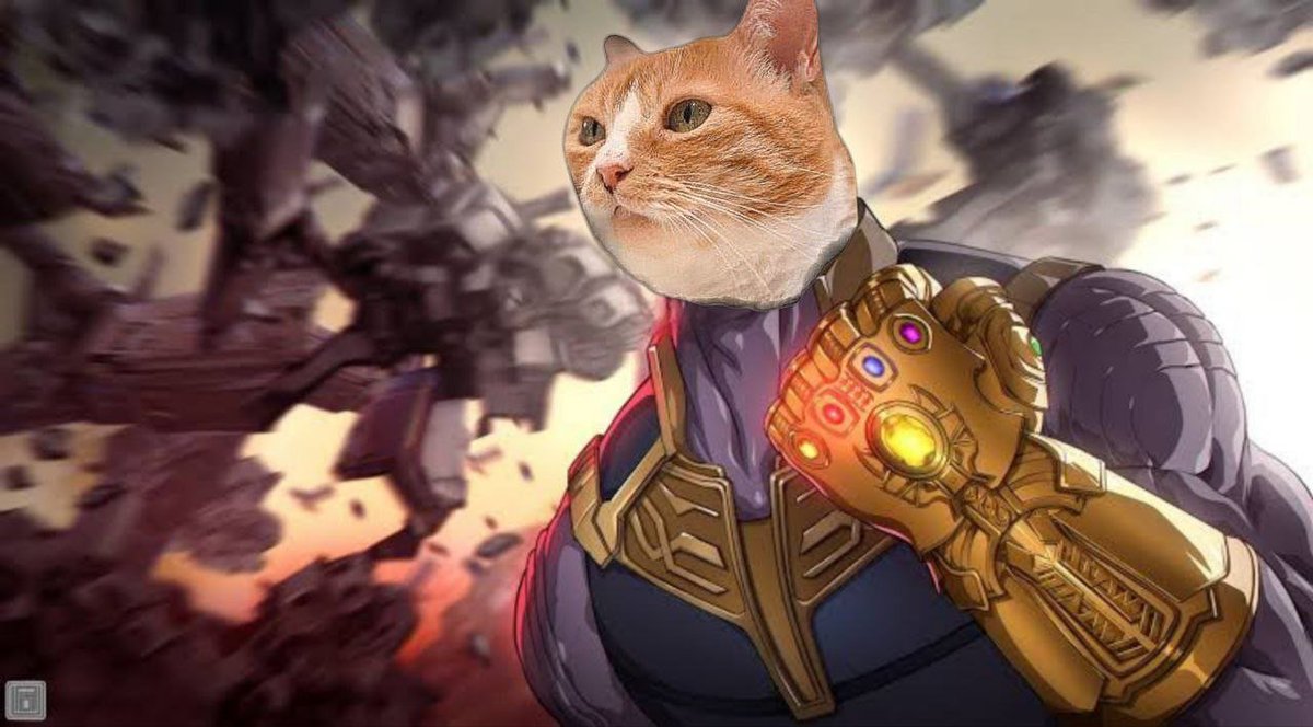 Wafflesj15's tweet photo. $1b Marketcap is inevitable for #Waffles🐈 https://t.co/GLy6NfpzLq