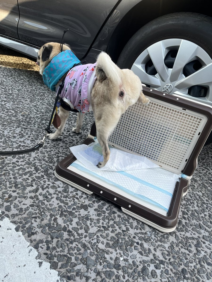 25__luck's tweet photo. トイレ持参

#帰省
#サービスエリア
#トイレ休憩
#パグ
#pug https://t.co/Sexwwr5gdq