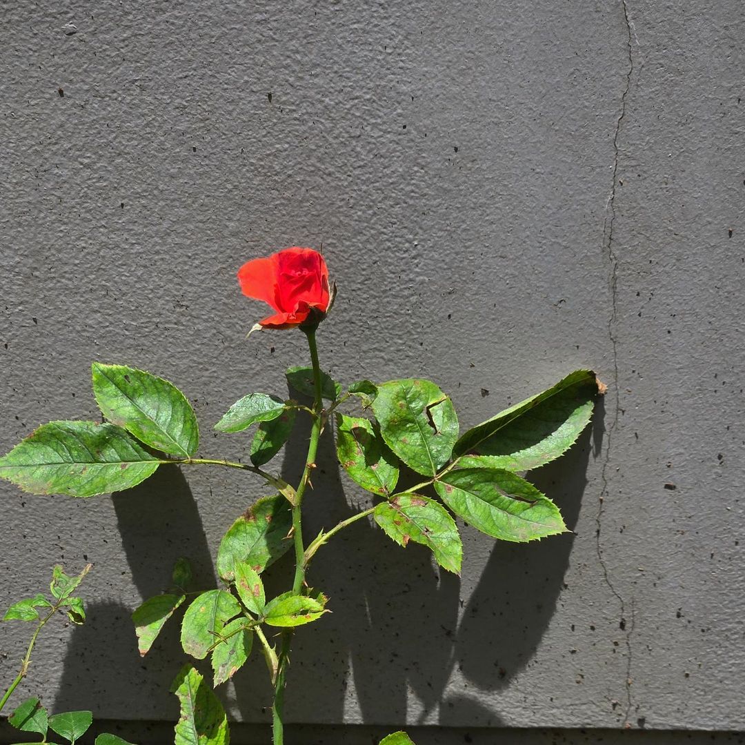 BibleSummet_Col's tweet photo. [18/08/24] 📸 IG | Actualización de Bible en Instagram.

💬: "🌹"

[#BibleWichapas #bsumone @biblesumett] https://t.co/W8ue0qaq83