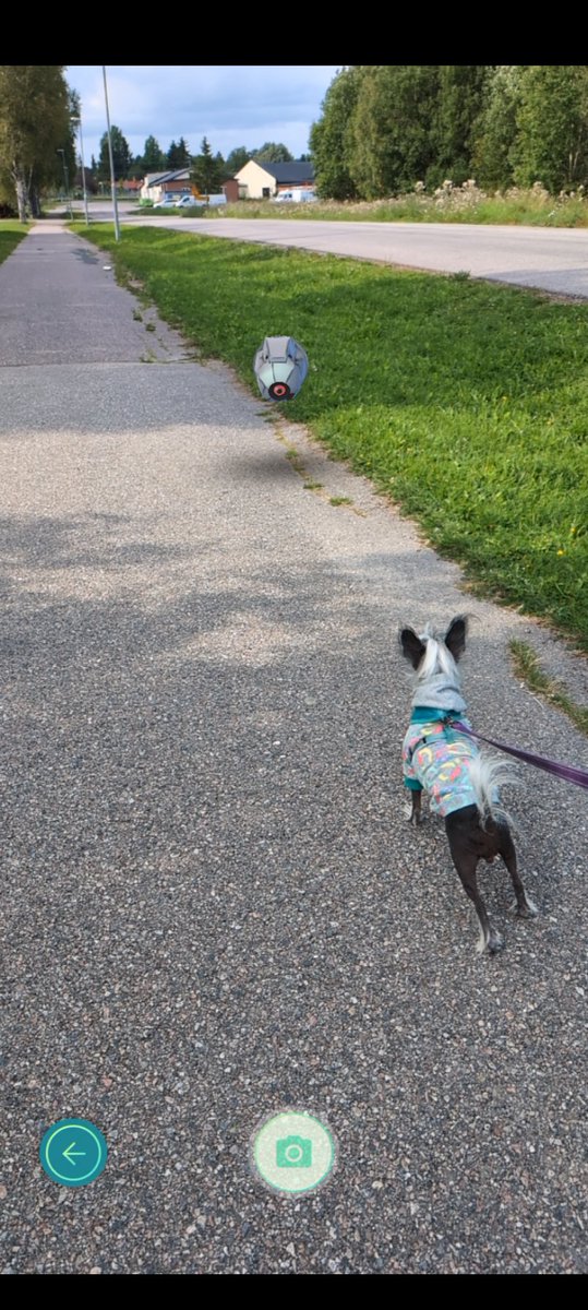 gamedin_77's tweet image. Dagens Cod-day över, vart en lyckad shiny jakt endå må jag säga. Jag är nöjd. 

#pokemongo #comunitydaypokemongo ##shinyhunters✨ #hundliv💜 #alwayslookonthebrightsideoflife💜