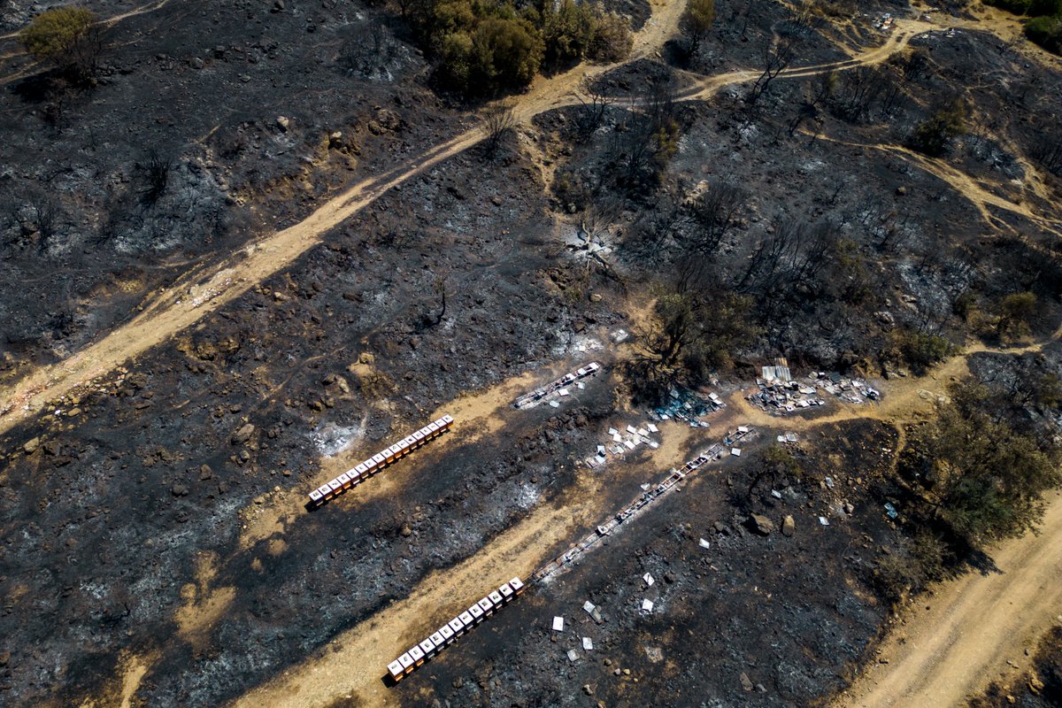 FulyaOzerkan's tweet photo. From paradise to hell: #Aegean village stunned after #Turkey #fire. our @AFP reportage from the village of Sancakli: https://t.co/DWjyEJFC4y 📸 by @yasinnakgul https://t.co/72SUnVf7da