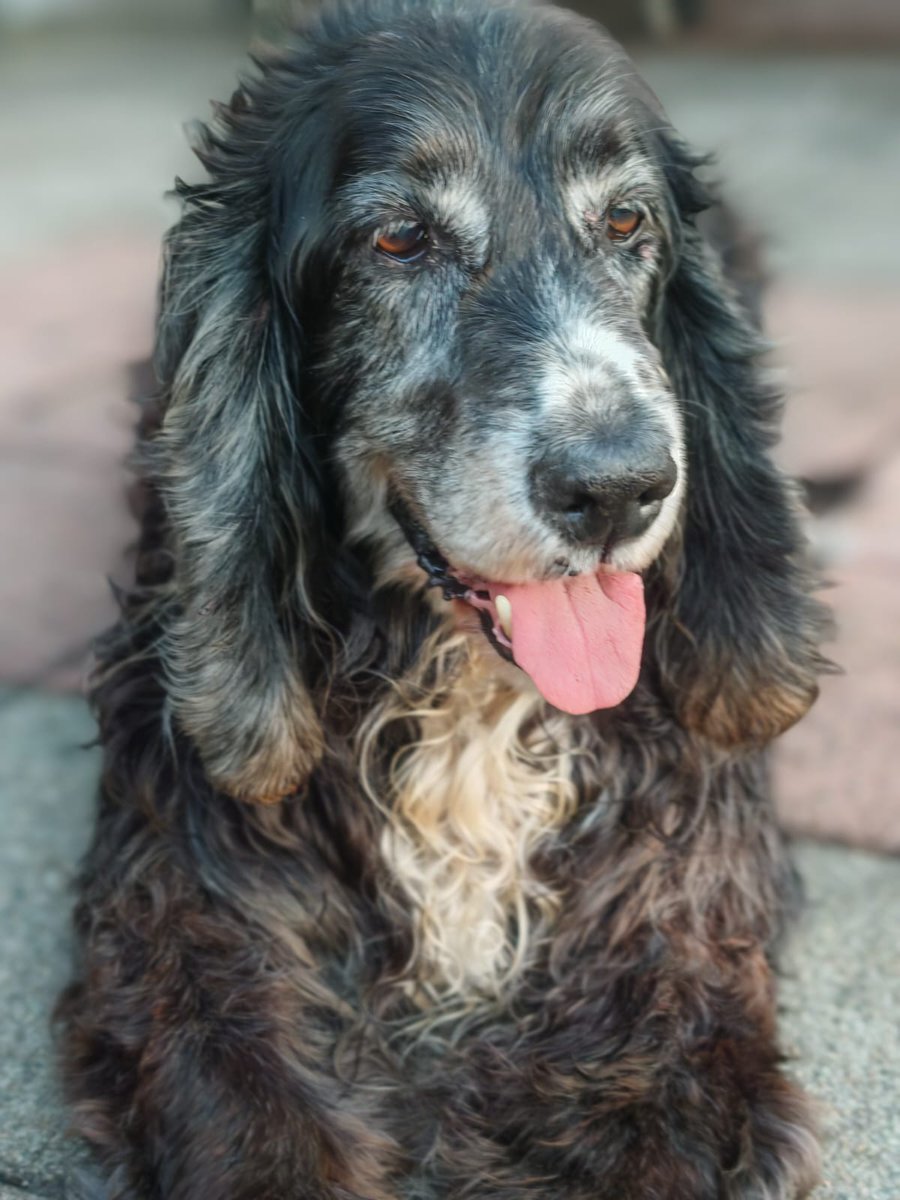 SnowSimply's tweet image. De liefste, 15 en een half jaar.. ❤️