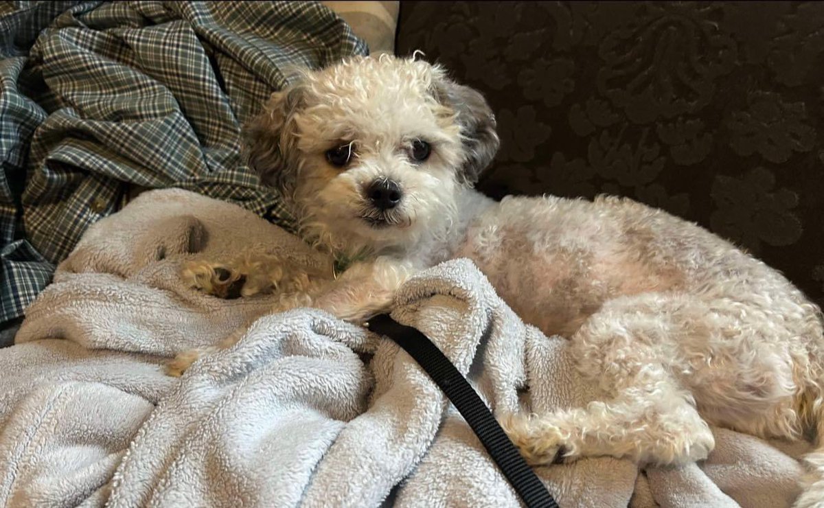 Calling all FLOOFball fans!  

Persimmon just arrived in New Jersey!

He is a 4 year old gentleman who is fluffy in every sense of the word, he will win you over from the get go.

Persimmon joins us with his doggy family, Rhubarb, Blueberry, and Boysenberry. 👇