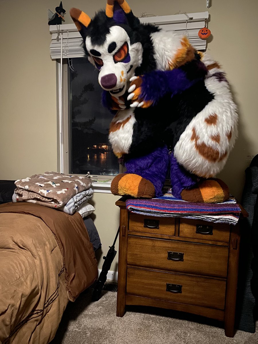 Hallow (@hallowjackal) on Twitter photo 