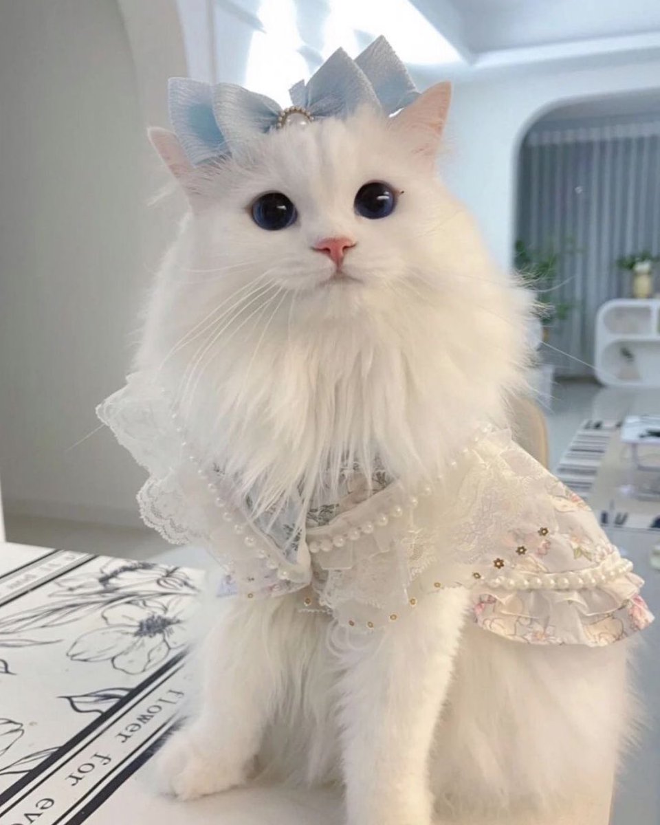 แมวคุณหนู 🐈🪽