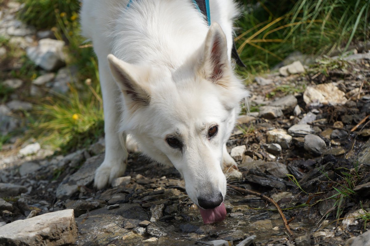 Mountain mlem