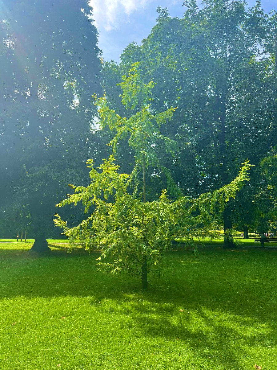 حقیقتا هر درخت به تنهایی زیباست