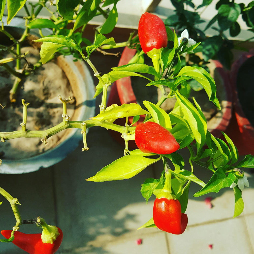 Peppers are also a perfect choice for any apartment balcony garden because they bring life with their vibrant colors.
#GardeningX #GardeningTwitter #gardeninguk #GreenThumb #plants #indoorplants #nature #Greenery #growing #gardenersworld #gardeningtips #MyGarden #soilhealth