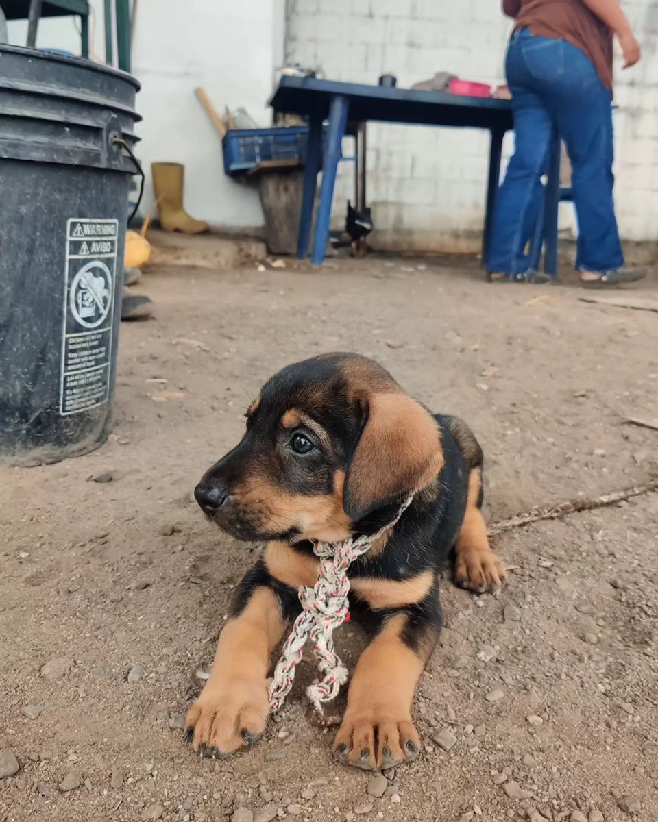 VenezuelaCerca's tweet photo. Un holandés 🇳🇱 recorrió Venezuela 🇻🇪 en bicicleta con un perrito 🐕 que adoptó cuando iba por el estado Lara y le puso por nombre Chimó, abro hilo 👇 https://t.co/HBjDANnHrx