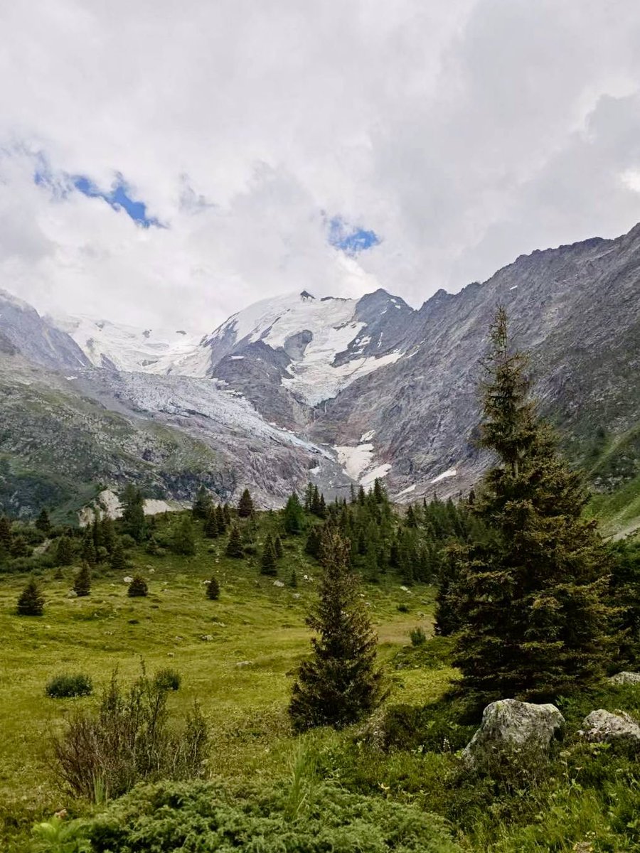 Hydrangea tweet media