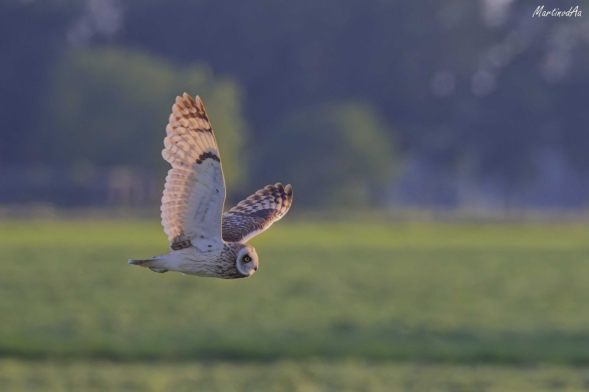 MartinvanderAa's tweet photo. Jagende #velduil ergens in #twente @vogelnieuws @volgdenatuur https://t.co/bNQlHCioBr