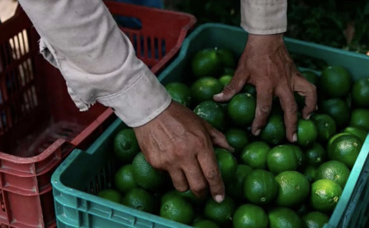 Las extorsiones han detenido 32 empacadoras de limón en Apatzingán, Michoacán. Urge garantizar la seguridad en Tierra Caliente para que los productores operen sin miedo y se fortalezca la economía local. #Michoacán #Limón #Extorsión

Desde <a href="/BuzosNoticias/">Buzos de la Noticia</a>