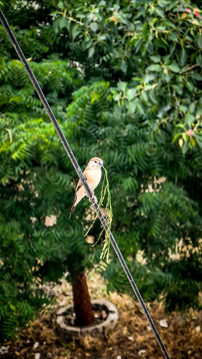 MihirDave07's tweet photo. Appreciate Life!!!

#Bird #photography #TheGoatTrailer  #GOAT #Green https://t.co/33qi6qjgDW
