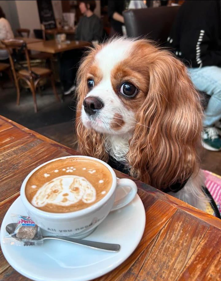 twaniimals's tweet photo. ☕️ https://t.co/B3t3G2AHu4