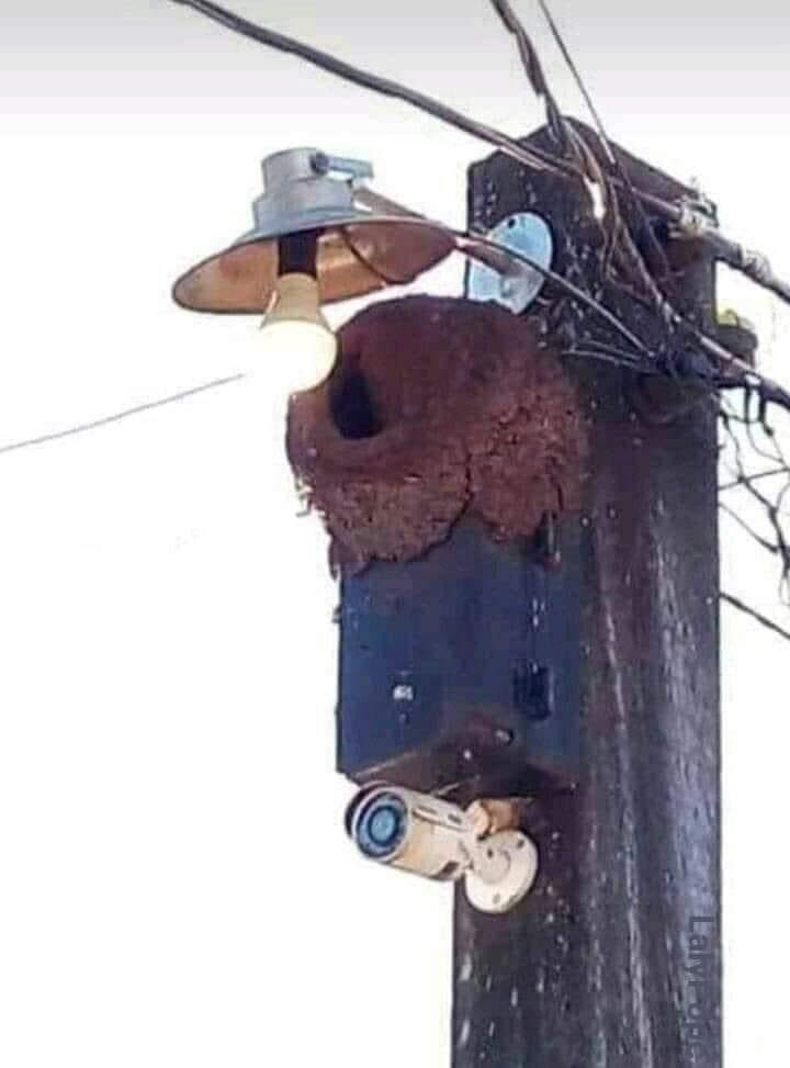 elmemeronro1's tweet photo. Luz, cable, wifi, cámaras de vigilancia, techo. Para mí, este honero vende merca https://t.co/raJstkErGW