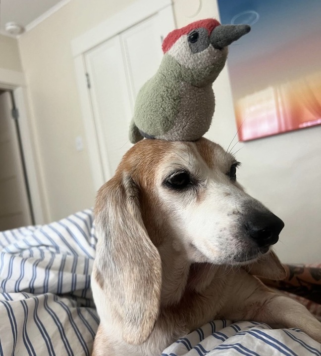 Beagle Freedom Project tweet media