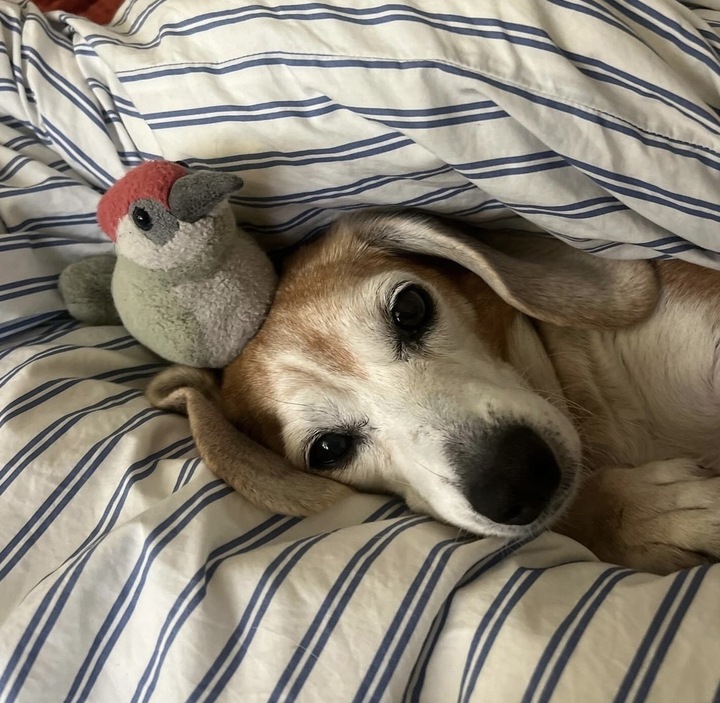 Beagle Freedom Project tweet media