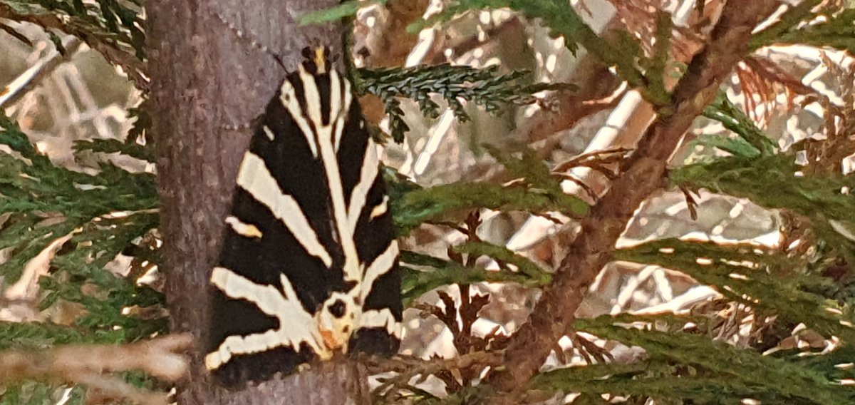 A colourful visitor to our garden and, hopefully, a result of planting so many insect friendly plants.
