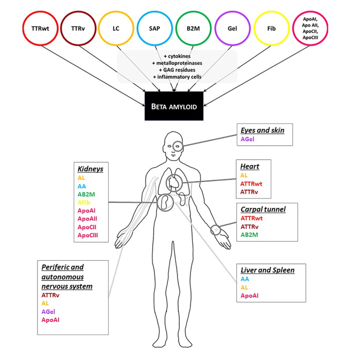 📌Amiloidosis &amp; amiloidogénesis
Un nombre, muchas enfermedades

•Adquirida o hereditaria; localizada o sistémica
•El compromiso cardiaco🫀 es el principal determinante de la sobrevida
•Solo 9 proteínas amiloidogénicas se acumulan en el miocardio
• Amiloidosis TTR y AL son las