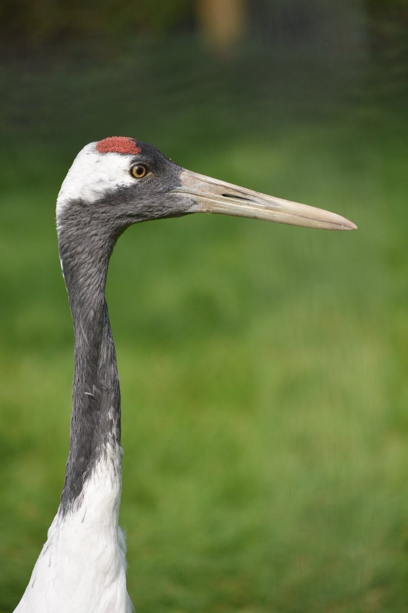 SimonDC_8's tweet photo. Red Crowned Crane @WWTLlanelli https://t.co/xTdrF0wPQk