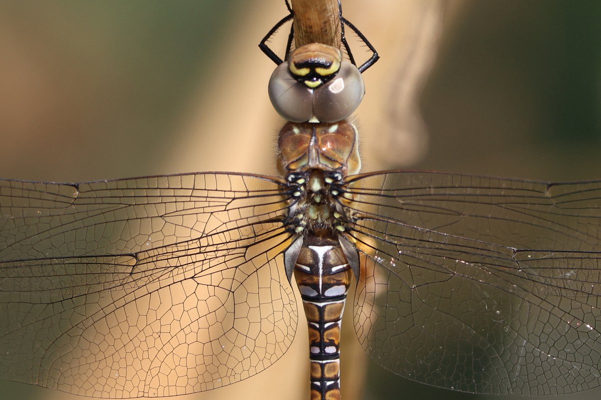 robin_tyrrell's tweet photo. Tons of Hawkers &amp; Darters @RSPBLakenheath @BDSdragonflies #CanonR8 https://t.co/FOskqDuWwj