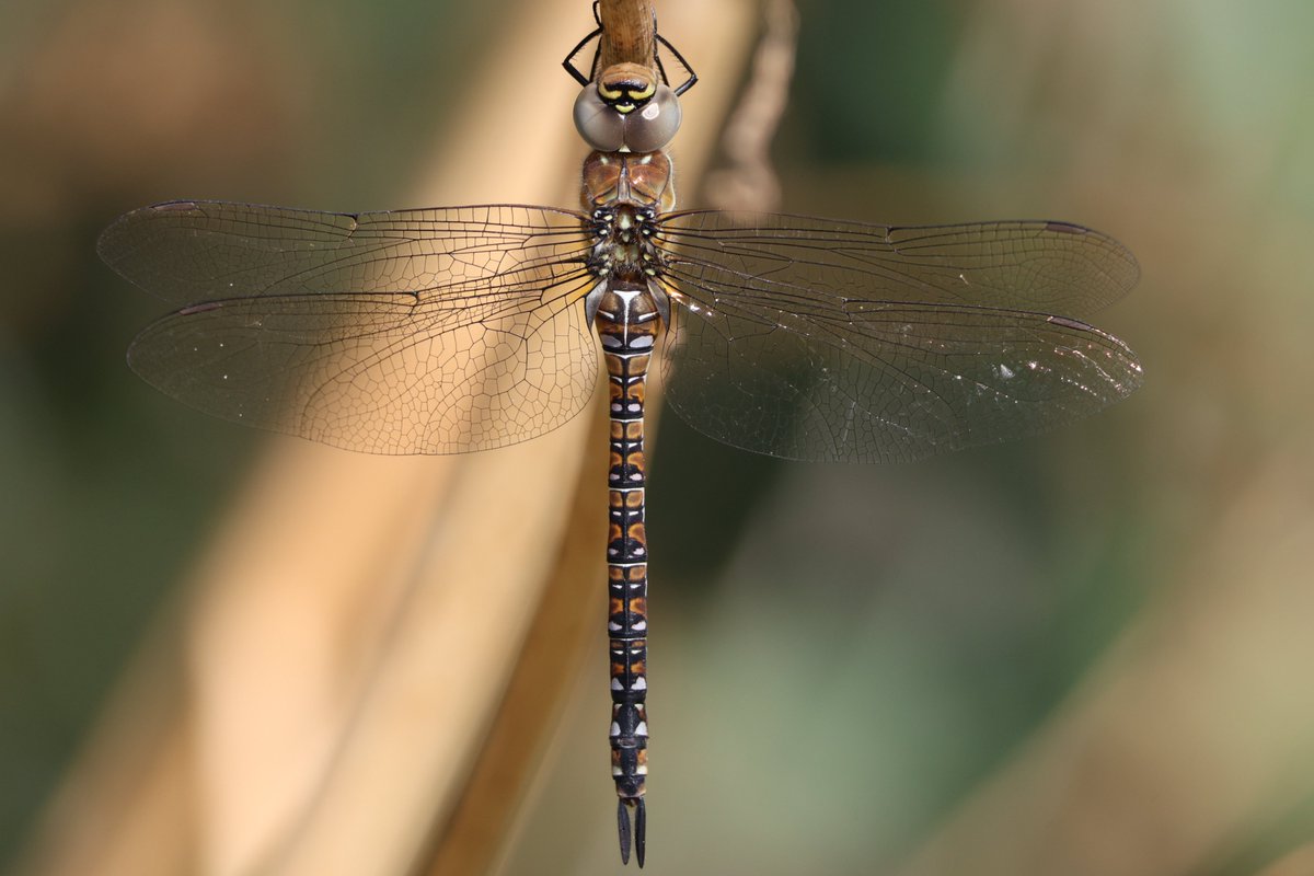 robin_tyrrell's tweet photo. Tons of Hawkers &amp; Darters @RSPBLakenheath @BDSdragonflies #CanonR8 https://t.co/FOskqDuWwj