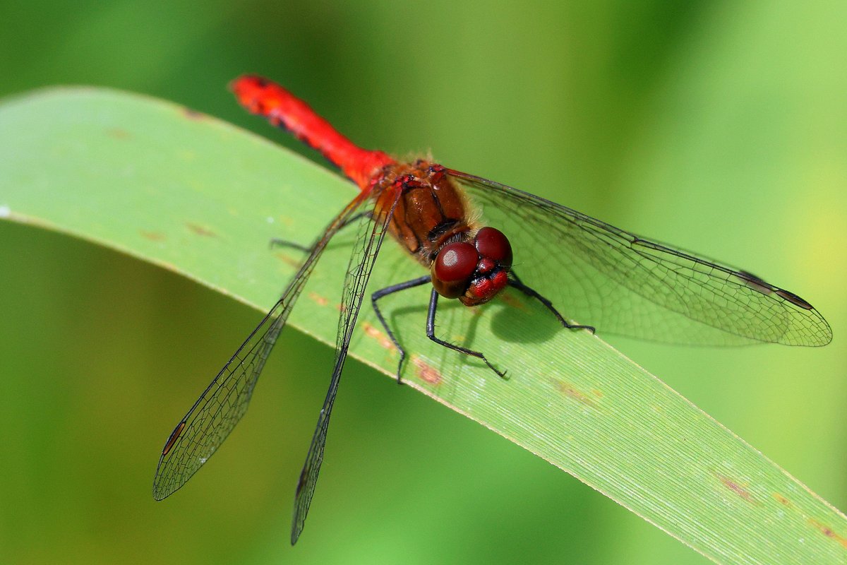 Tons of Hawkers &amp; Darters <a href="/RSPBLakenheath/">RSPB Lakenheath Fen</a> <a href="/BDSdragonflies/">British Dragonfly Society</a> #CanonR8