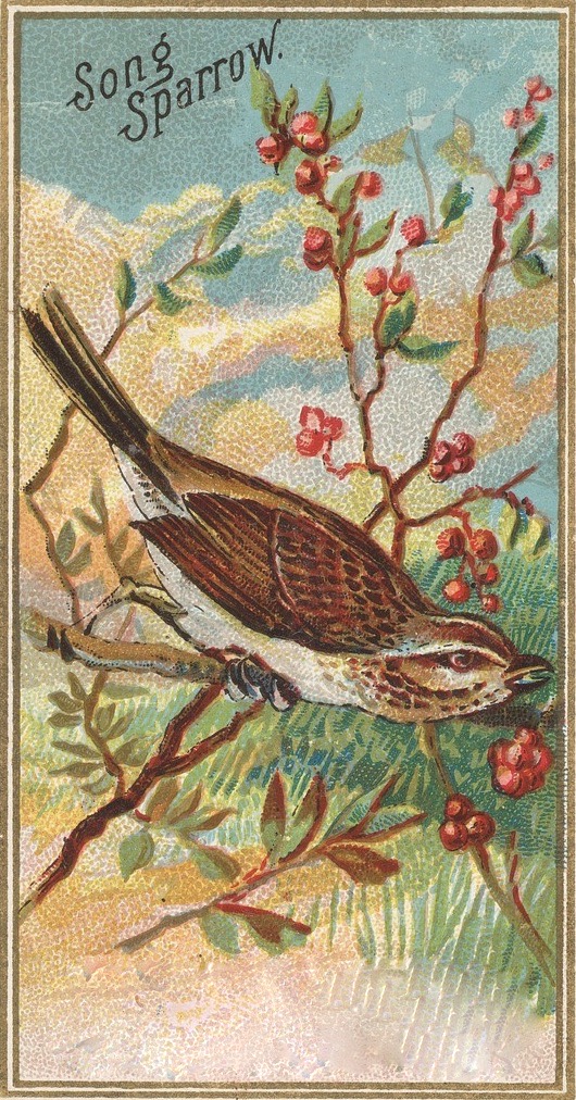 ellin_anderson's tweet image. “The end of summer represents a bit of an auditory desert. After going silent in late June, one of the most reliable winter singers — the #SongSparrow — cranks it up again in late August and September.” #SparrowSunday #sparrow #songbirds #poem #poetry  bvaudubon.org/2018/08/20/the…