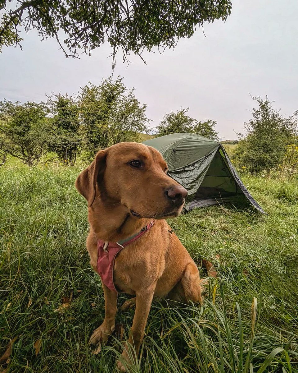 Run_to_Valhalla's tweet photo. Wild Camping 🏕️🌳🫶🏼🧡🐾
#WildCamping #LeaveNoTrace #Camping #TrailRunning #FoxRedLabrador https://t.co/Itwu6zLXze