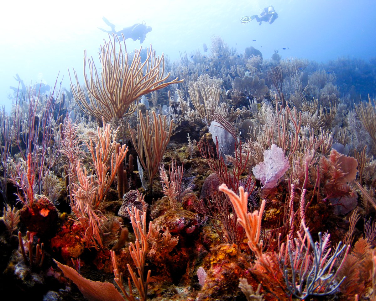 Diversinc's tweet image. 🚨 Utila Dive Trip – March 22-29, 2025! 🚨

Join us for an unforgettable adventure in Utila. Open to divers of all levels. Limited spots available. Check out diversinc.com for details and to book your spot!

#Utila2025 #DiveTrip #ScubaAdventure #DiversIncorporated