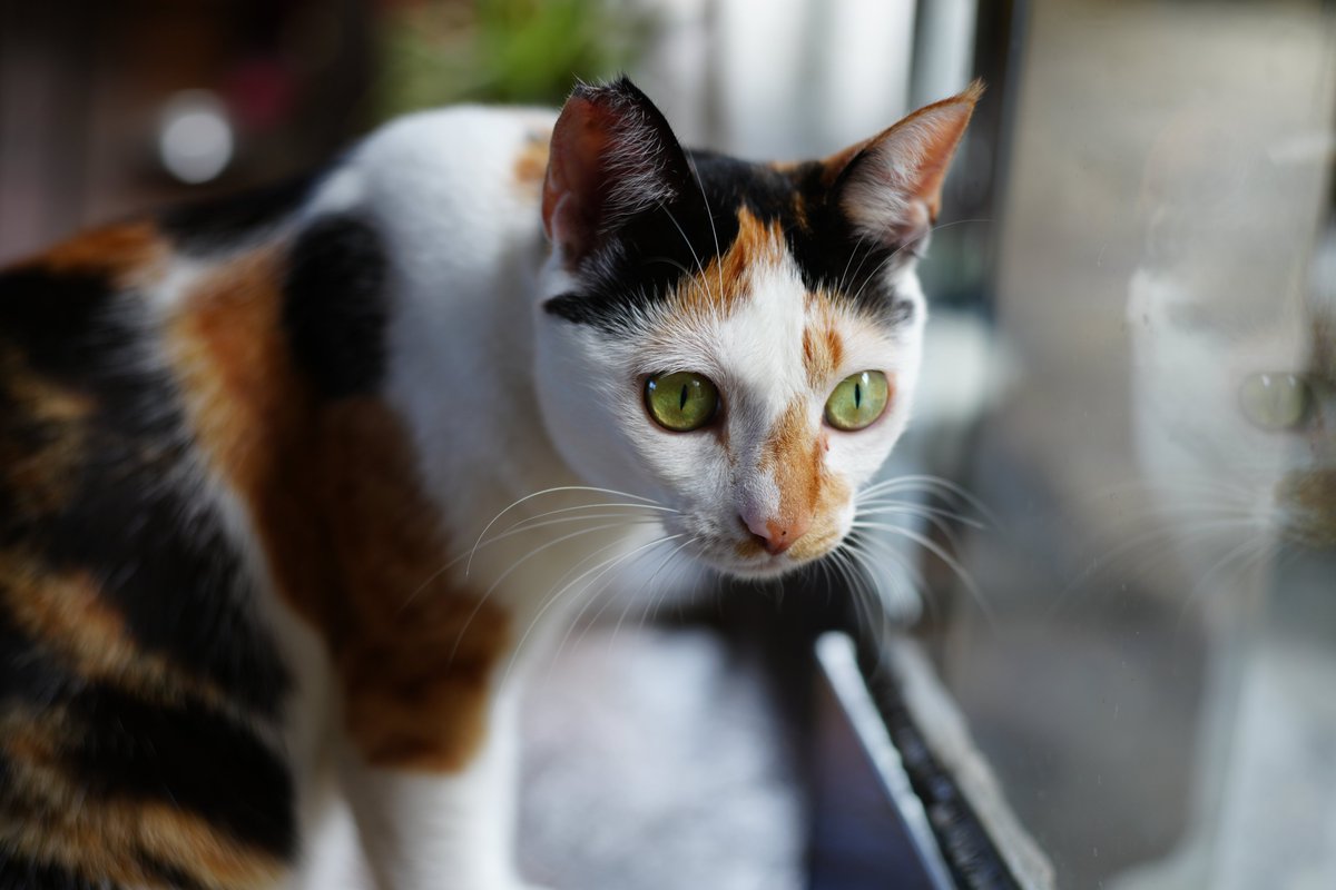 binsho176's tweet photo. <Minolta MC 55mm F1.8> Nice Cat~
#MinoltaLens
#αLens
#AIなしのリアル写真撮影
#PhotographyWithoutAI
#写真好きな人と繋がりたい
#Cat https://t.co/zFlWNZIEoO