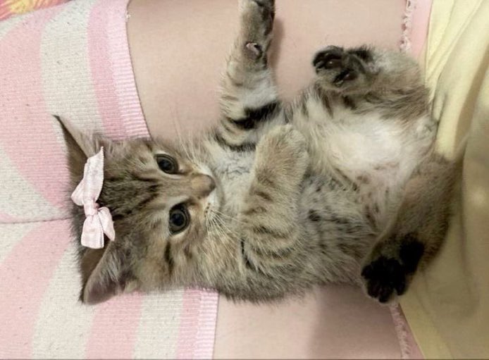 animals wearing bows tweet media