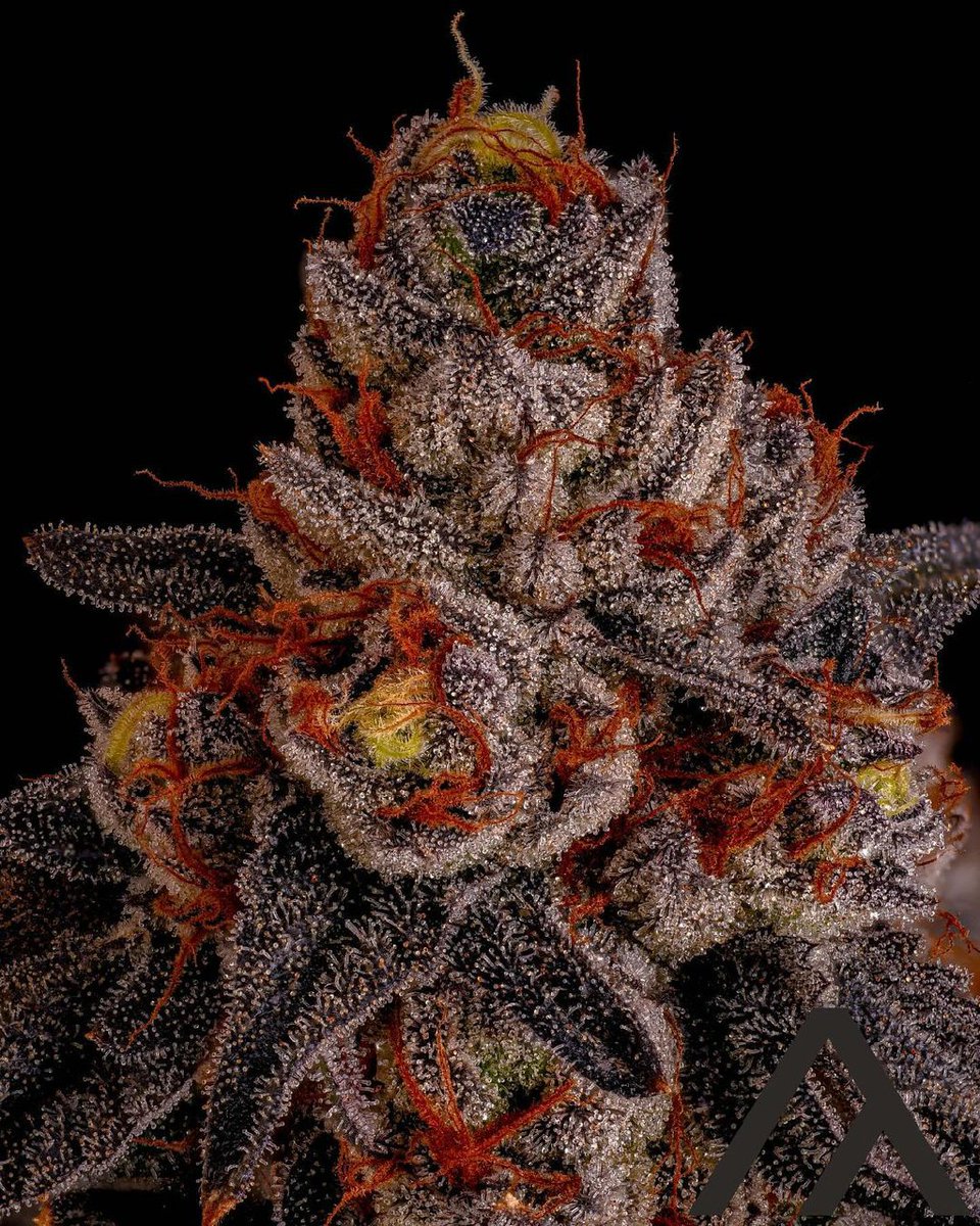 BIGQBUDS's tweet photo. Cadillac Rainbows
(Runtz x Pure Michigan) https://t.co/MTvDIqBD7b