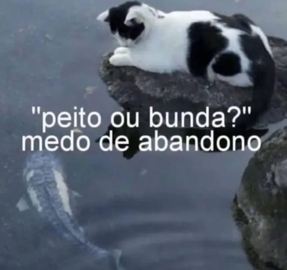 perfil dedicado a gatinhos e peitos tweet media