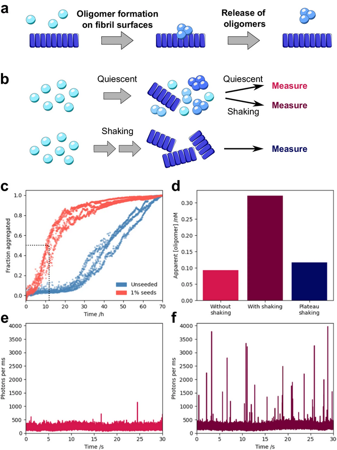 The Science of Parkinson's (@scienceofpd) on Twitter photo New paper from <a href="/Catherine_k_xu/">Catherine Xu</a> <a href="/KnowlesLabCamb/">KnowlesLab Cambridge</a> & collaborators reports secondary nucleation as not only the key source of a-synuclein oligomers, "but also the main mechanism of aggregate formation"; The process can occur under neutral pH & ionic strength
nature.com/articles/s4146… New paper from <a href="/Catherine_k_xu/">Catherine Xu</a> <a href="/KnowlesLabCamb/">KnowlesLab Cambridge</a> & collaborators reports secondary nucleation as not only the key source of a-synuclein oligomers, "but also the main mechanism of aggregate formation"; The process can occur under neutral pH & ionic strength
nature.com/articles/s4146…