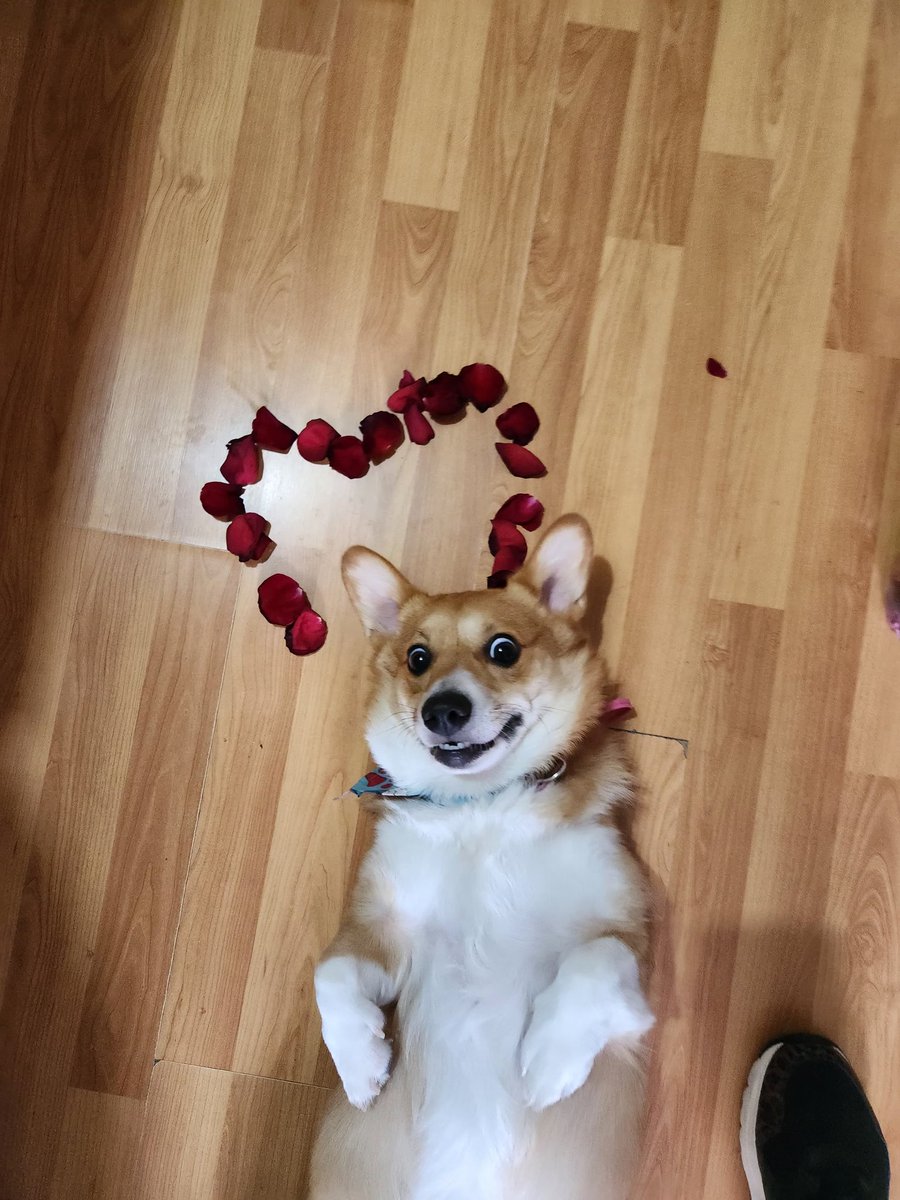 twmacmac's tweet photo. @CorgiEveryHour https://t.co/mwWRIpqwXT