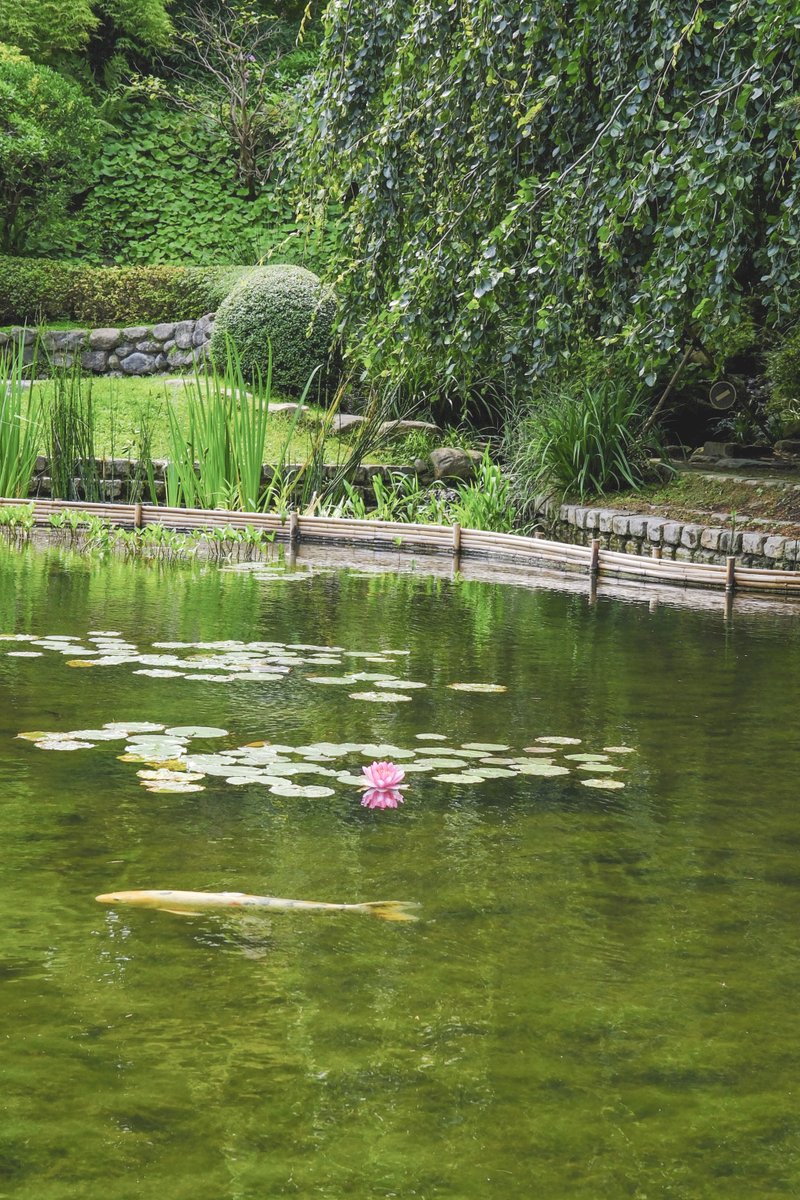 Un peu de Japon au jardin du musée Albert Kahn #japon #japonenfrance