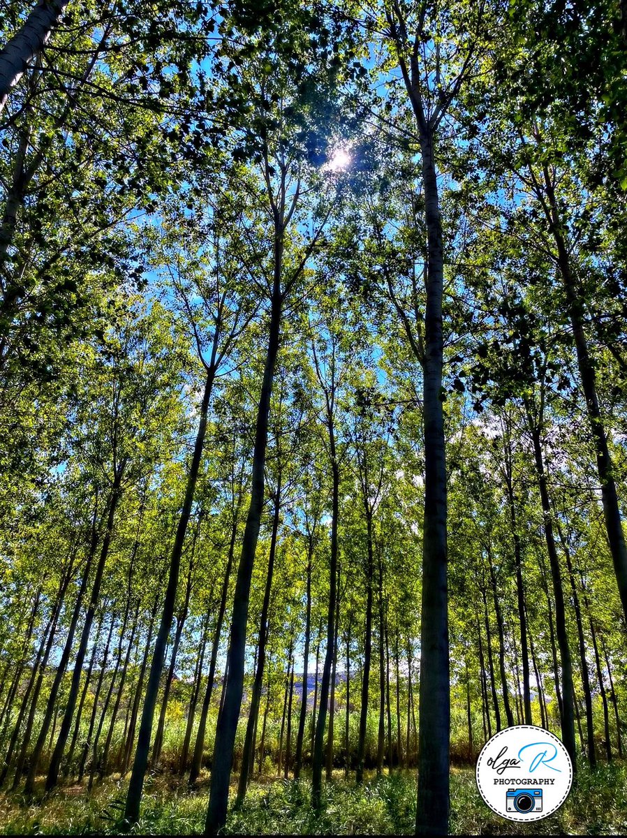 olgarodgon's tweet image. Desconectar para reconectar …
#ModoOff  🌳🌿