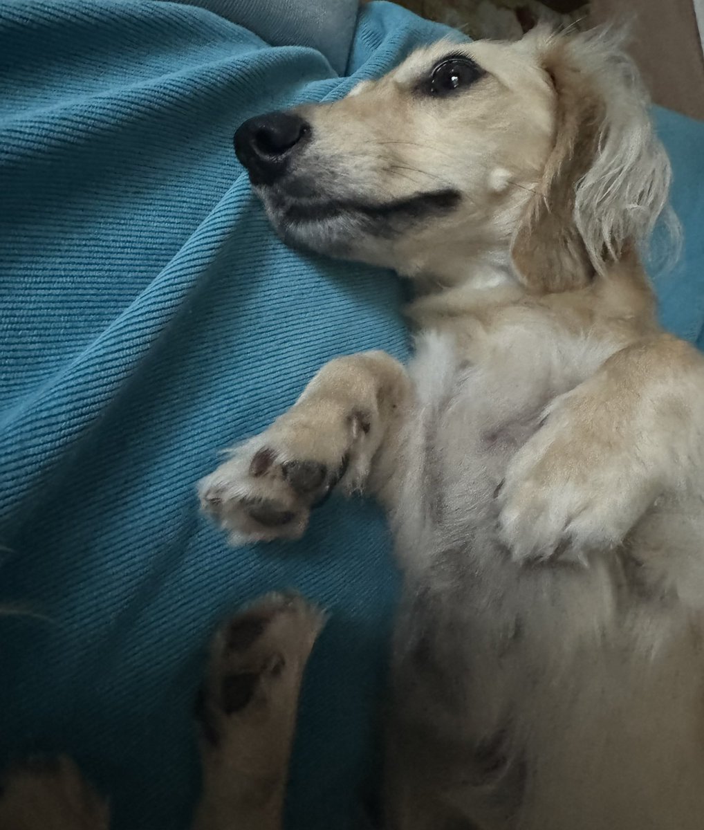 Jette (Ministerin für Fressangelegenheiten) tweet media