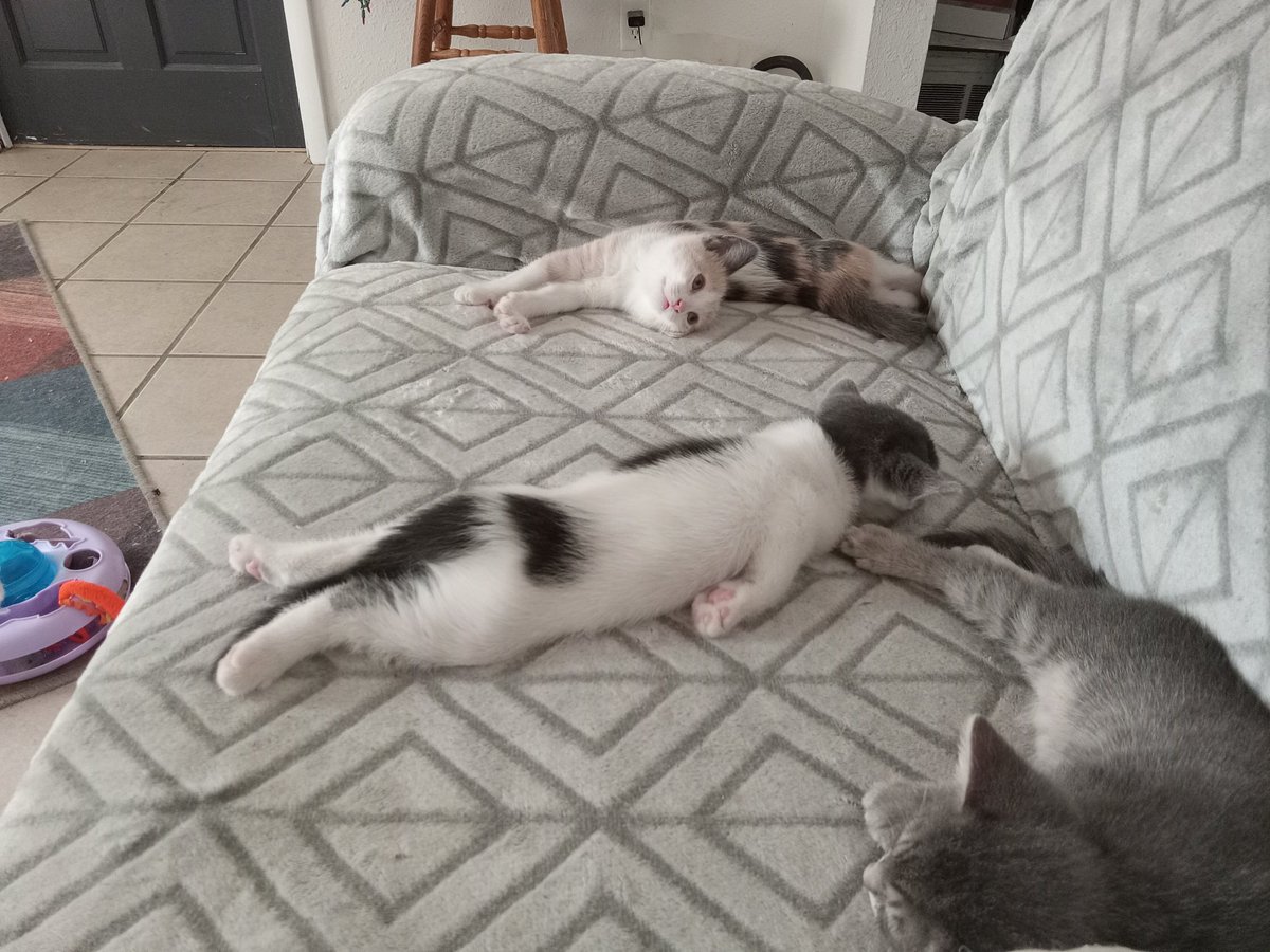 Andrew (@AndysCats081) / Posts / X