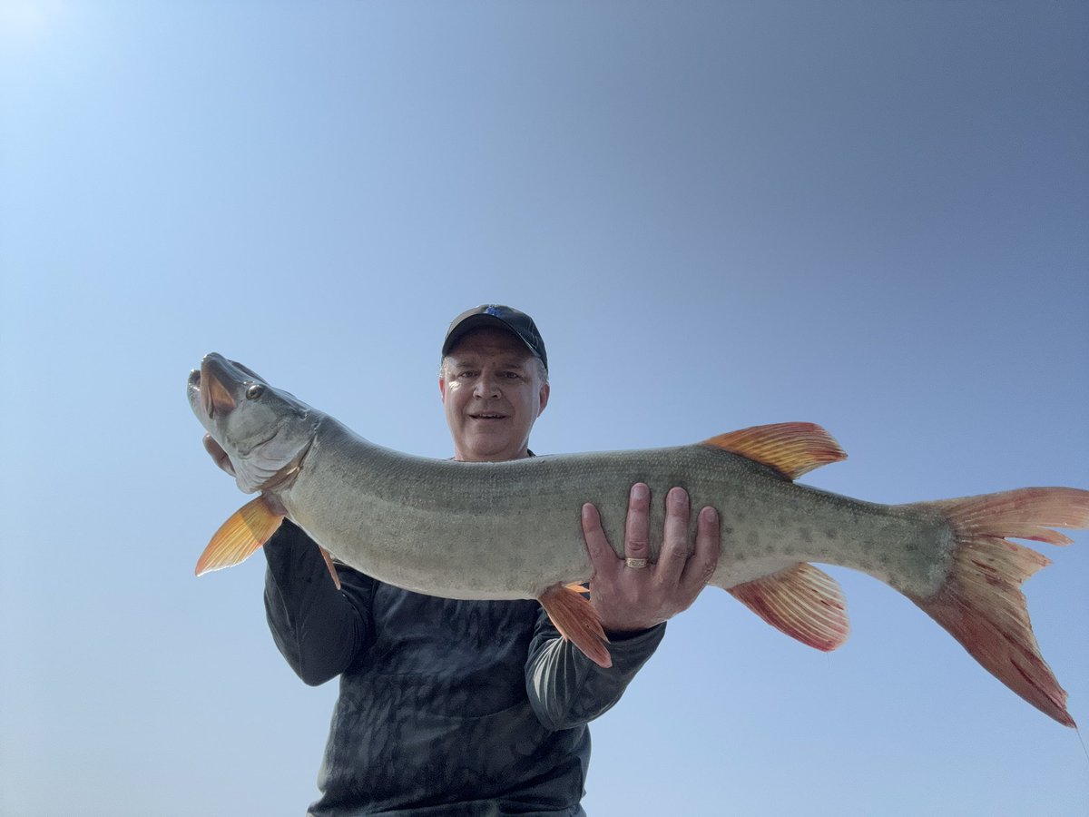 TheMutt68's tweet photo. Successful morning throwing the big stuff, 39 1/2” musky on a sweet boat side strike and a bonus 33 1/2” pike. #musky #muskie #pike #doublecowgirl #meppscatch https://t.co/pBEDu0uGOe