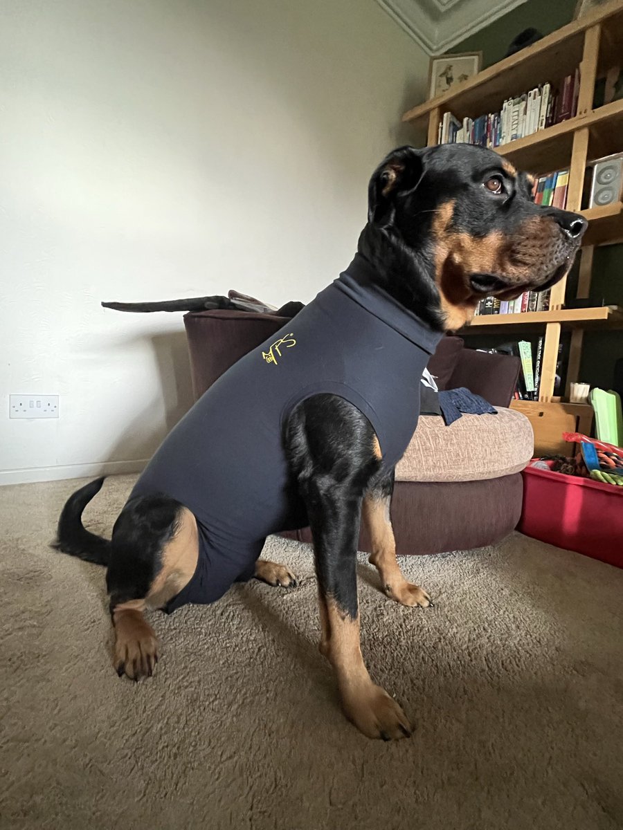 Brains10's tweet photo. @bunsenbernerbmd Tried Alan with one - I thought he had a James Bond look about him, but I am biased. So good to see the big guy bouncing back so quickly ❤️ https://t.co/MHiN2afgSB