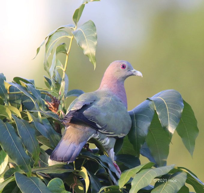 a_london_pigeon's tweet image. 📷  mos @msuwandh  #September2021 
Pink-necked Green Pigeon (Treron vernans) in the golden hour  #Jakarta #Java #Indonesia #birdsinbackyards