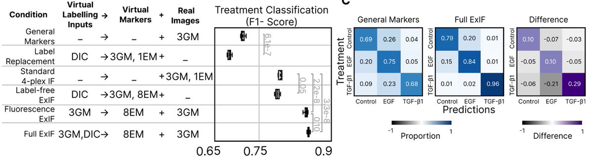 @RArgelaguet Excitingly, we see that ExIF dramatically enhances downstream quantitative single-cell analyses of complex EMT biology, firstly by hugely improving machine learning-based classification (i.e. recognition) of experimentally perturbed EM-state phenotypes.